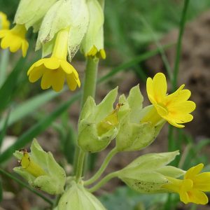 Schlüsselblume Essenz