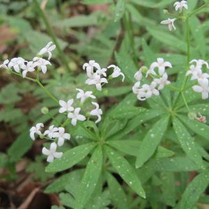 Waldmeister Essenz