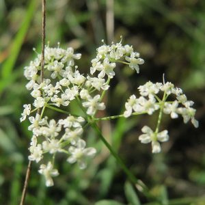 Bibernelle Essenz