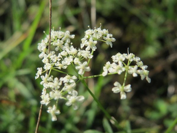 Bibernelle Essenz